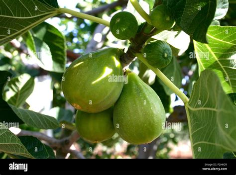 Figues vertes fraîches sur un arbre