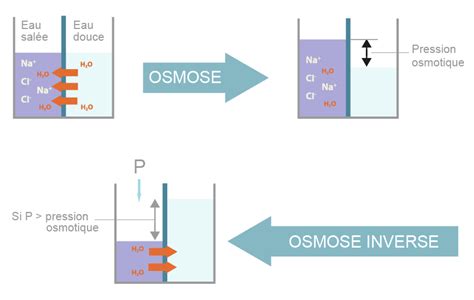 Schéma explicatif du fonctionnement des laxatifs osmotiques