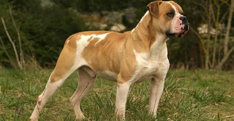 Bouledogue Américain de type Standard