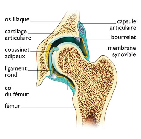Schéma des articulations de la hanche et du coude d'un chien