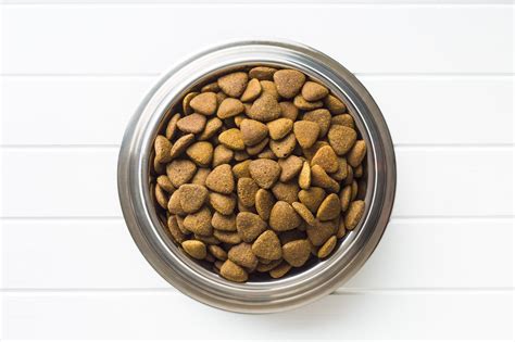 Bol de croquettes de haute qualité pour chien