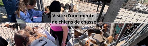 Visite chez un éleveur de chiens