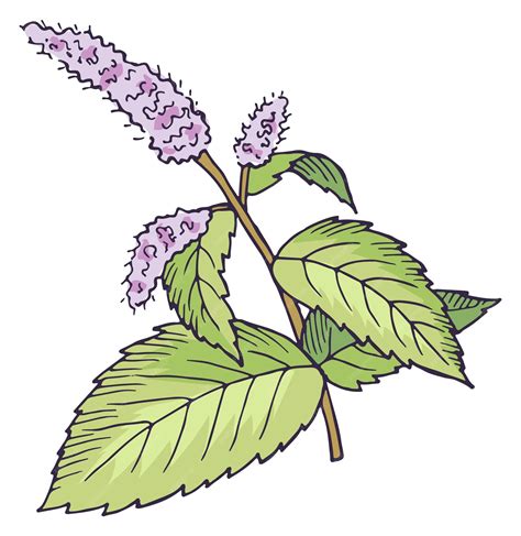Plante de menthe poivrée en fleur