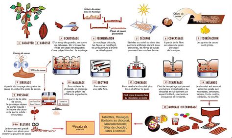 Schéma des étapes de transformation du cacao: fermentation, séchage, pressage
