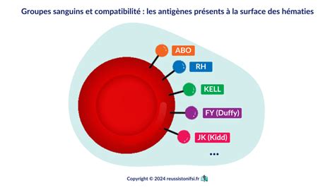 Représentation schématique des groupes sanguins ABO