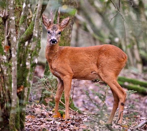 Chevreuil entier en forêt