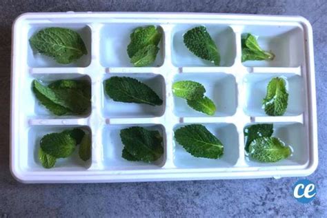 Glaçons de crème anglaise à la menthe dans un bac