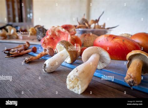 Assortiment de champignons sauvages