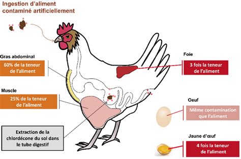 Schéma nutritionnel d'une poule pondeuse