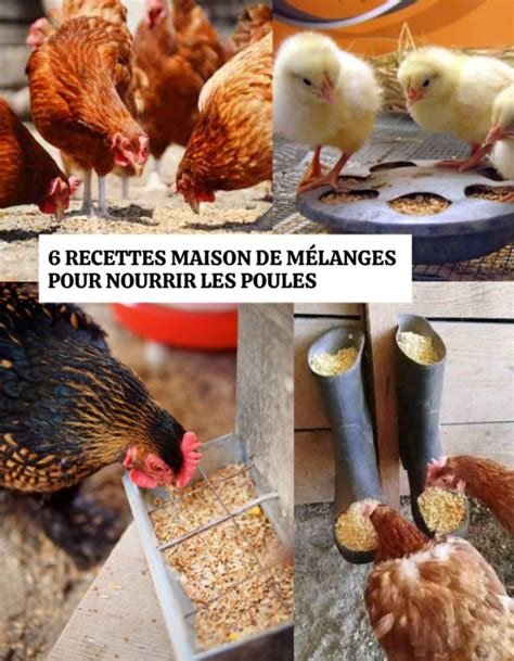Tableau des besoins en minéraux pour poules pondeuses