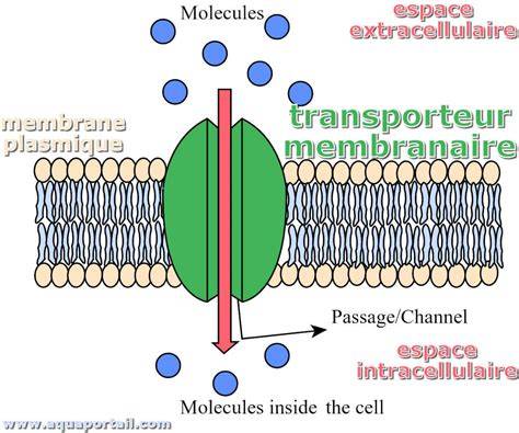 schemes-micro-canaux-absorption
