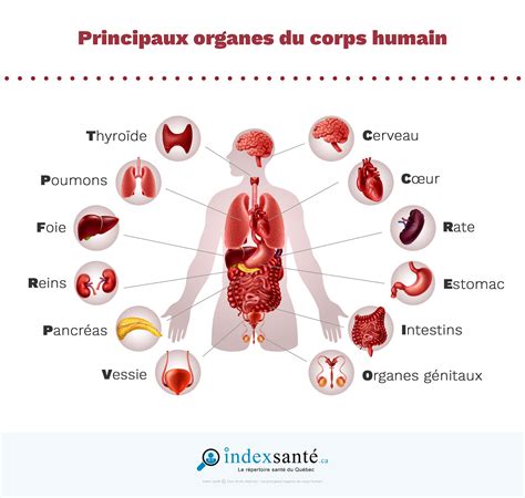 Schéma du corps humain montrant les organes touchés par une réaction allergique