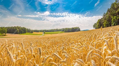Paysage breton avec des champs de sarrasin