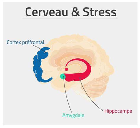 Schéma du cerveau et stress (amygdale, hippocampe, hypothalamus)