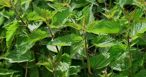 Plante d'ortie dans un champ