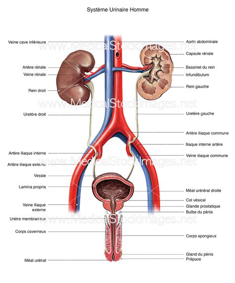 Schéma du système urinaire humain avec indication des reins et de la vessie