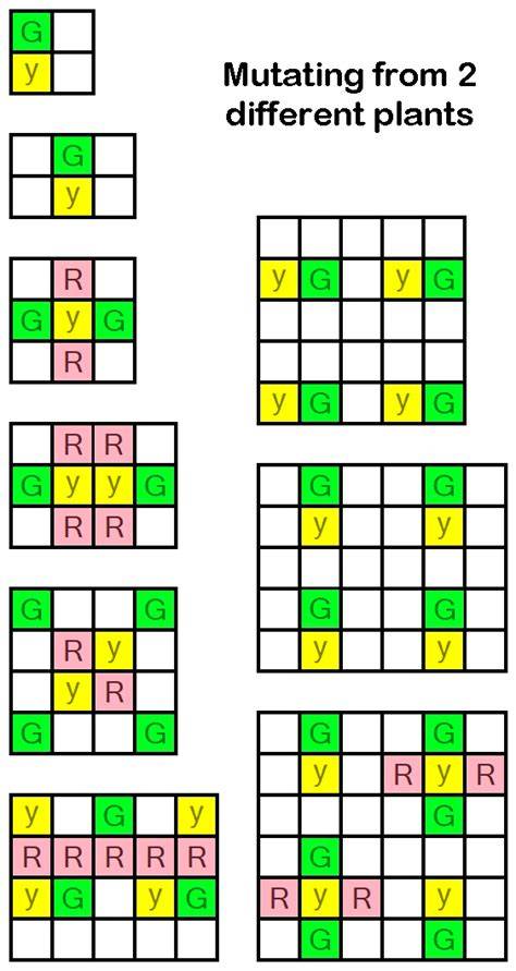 Schéma mutation optimal 2 parents identiques (exemple Thumbcorn à partir de 2 Baker's Wheat)