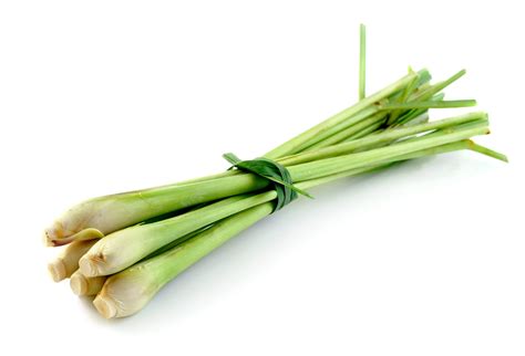 Citronnelle fraîche