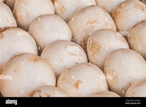 Champignons variés disposés sur un marché