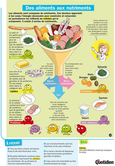 Infographie détaillant les nutriments présents dans les champignons