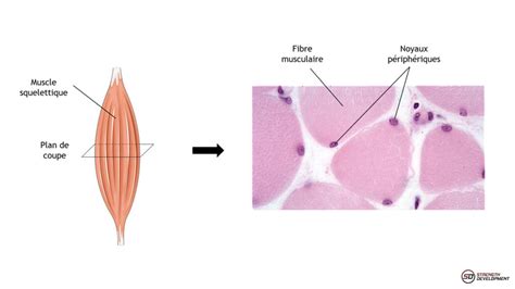 Illustration montrant le sens de coupe des fibres musculaires de la viande