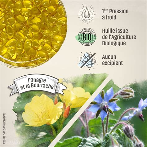 Plantes d'Onagre et de Bourrache