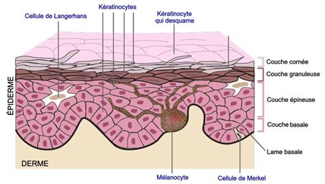 Microscope montrant les cellules de la peau