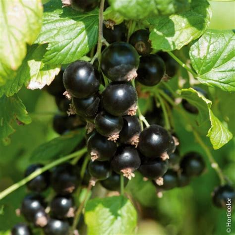 Arbuste de casseille avec des fruits mûrs
