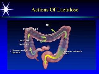 Diagramme illustrant le mécanisme d'action du lactulose dans l'intestin