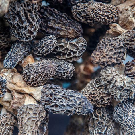 Champignons morilles frais et séchés