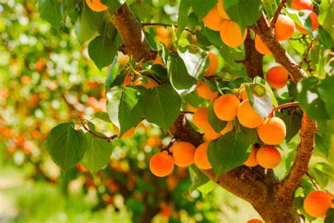 Abricots frais sur un arbre