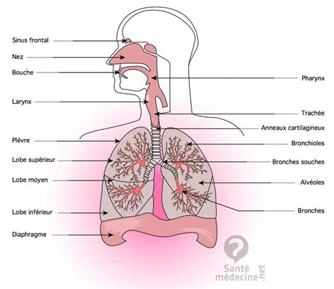 Schéma des voies respiratoires avec mise en évidence des bronches