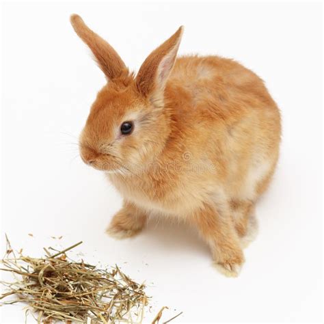 Lapin mangeant du foin