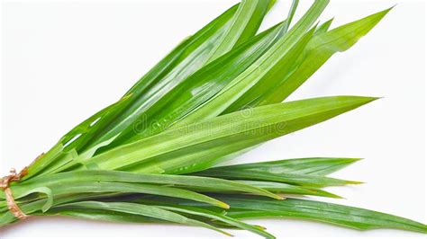 Feuilles de pandan fraîches