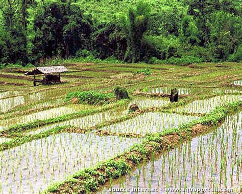 Riz cultivé en rizière