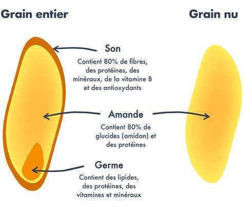infographie composition grain de blé