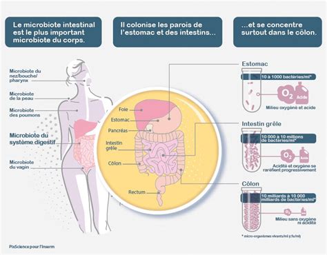 Schéma du tube digestif humain avec mise en avant de la flore intestinale