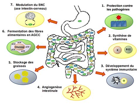Diagramme illustrant l'effet des probiotiques sur le microbiote intestinal