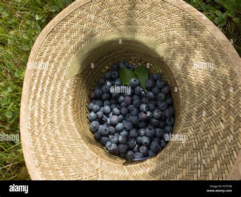 Fruits frais cueillis dans une ferme en Haute-Savoie