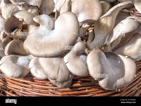 Champignons pleurotes frais dans un panier