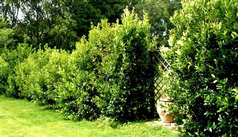 Laurier sauce en pleine croissance dans un jardin ensoleillé