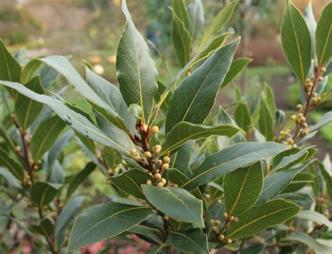 Gros plan sur des feuilles de laurier sauce déformées par des insectes