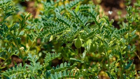 Carte du monde montrant la culture du pois chiche