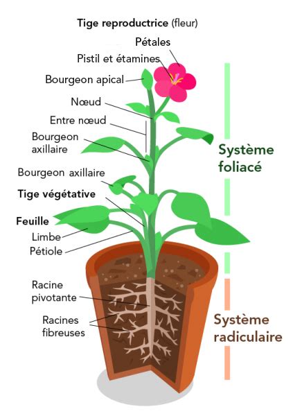 Schéma illustrant les différentes parties d'une pintade