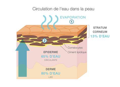 croissance et hydratation de la peau