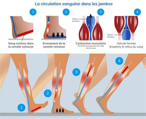 schéma circulation veineuse jambes