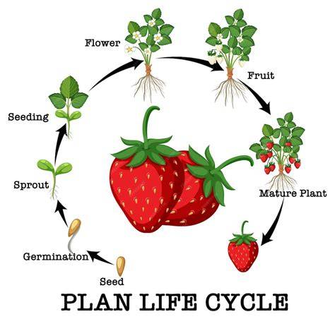 diagramme-de-dressage-des-fraises