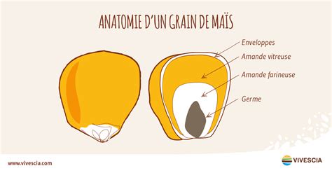 Structure d'un grain de maïs et son amidon