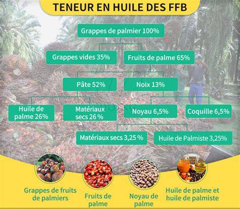 infographie production palmier huile et déforestation