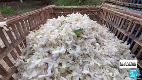 Fleurs de jasmin fraîches avant la récolte